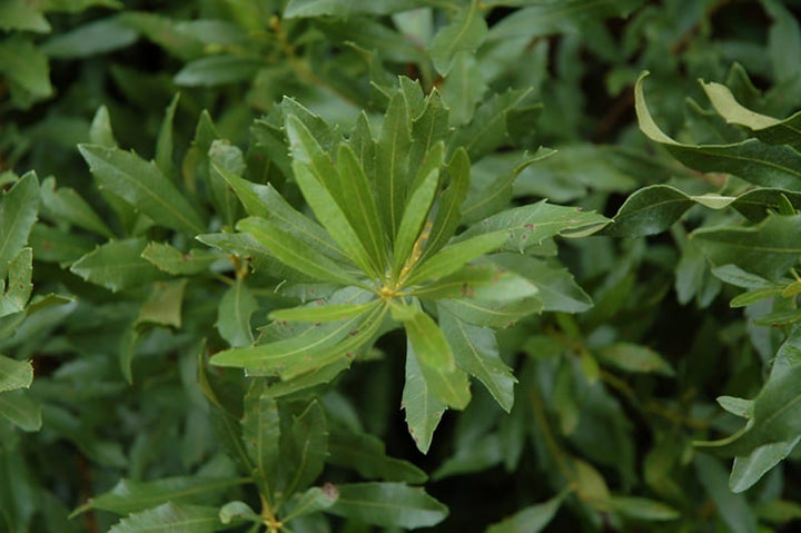 Green Wax Myrtle Seeds – Heirloom &amp; Non-GMO Aromatic Evergreen Shrub Seeds for Planting | High Germination Organic Garden Seeds