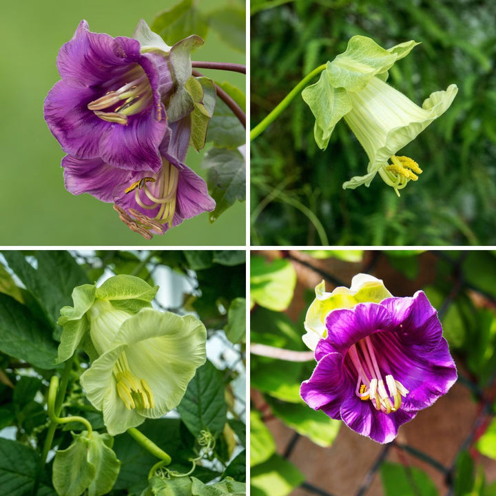 Mixed Climbing Cathedral Bells Flower Seeds – Heirloom, Non-GMO Seeds for Planting