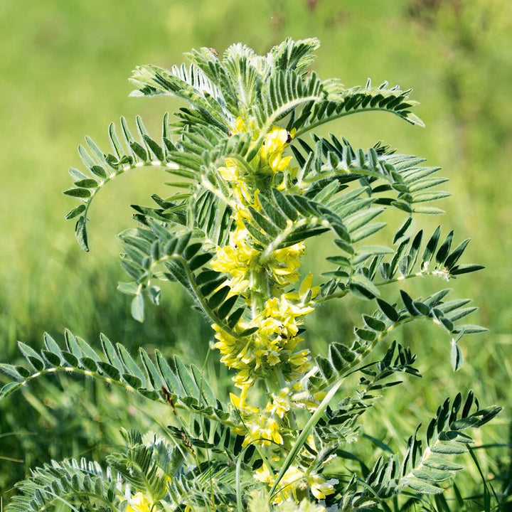 Astragalus Seeds – Heirloom Non-GMO High Germination Organic Garden Herb Seeds