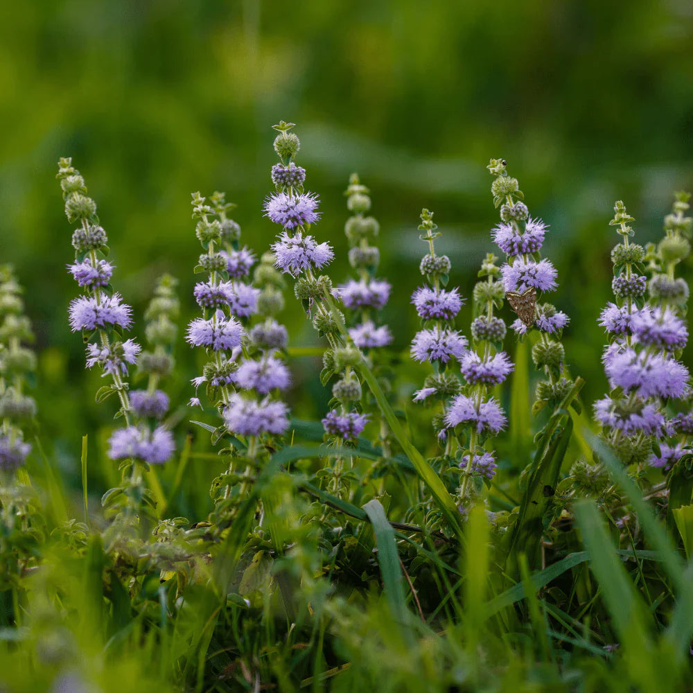 Green Pennyroyal herb seeds