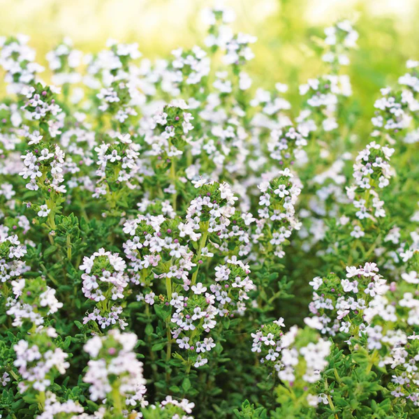 ornamentalflowerthymusvulgarisaromaticheirloomnongmohighgerminationorganicgarden flower seeds