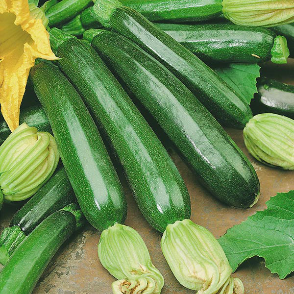 Green Zucchini Flower Seeds – Heirloom, Non-GMO, High Germination Seeds