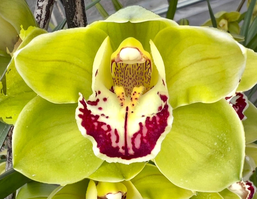 Light Green Cymbidium Flower Seeds – Heirloom, Non-GMO, High Germination Seeds
