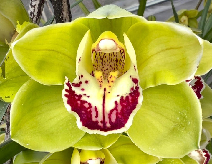 Light Green Cymbidium Flower Seeds – Heirloom, Non-GMO, High Germination Seeds