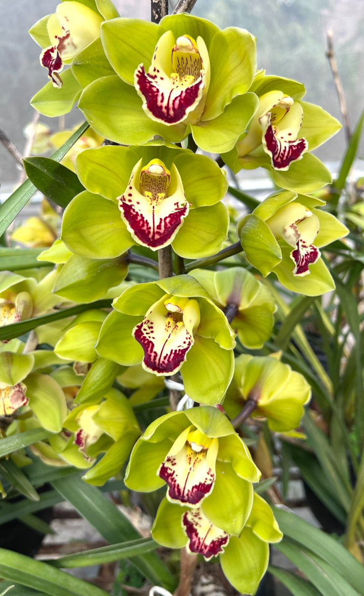 Light Green Cymbidium Flower Seeds – Heirloom, Non-GMO, High Germination Seeds