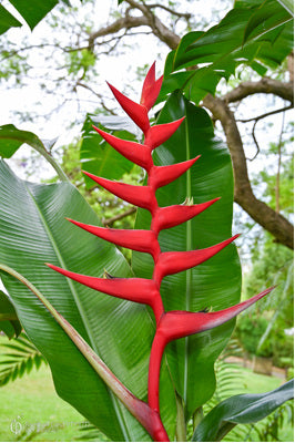 Heliconia Flower Seeds Red – Heirloom, Non-GMO, High Germination Seeds