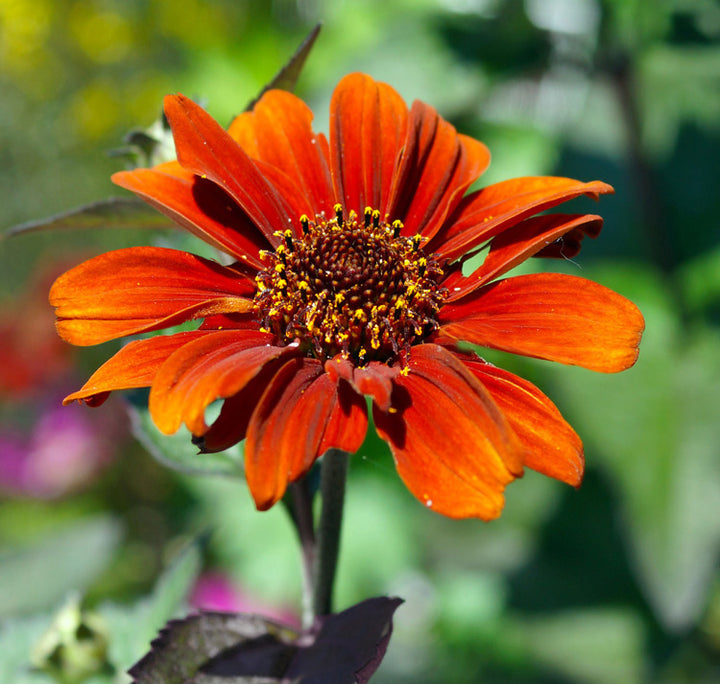 Oranger Heliopsis Scabra Blumensamen – Erbstück, gentechnikfrei, hohe Keimfähigkeit
