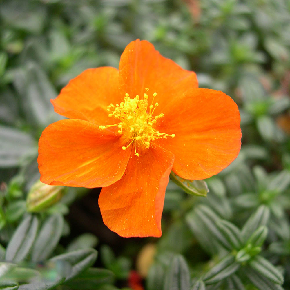 Orange Helianthemum Flower Seeds – Heirloom, Non-GMO, High Germination Seeds