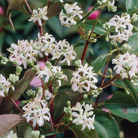 Heptacodium Miconioides Flower Seeds – Heirloom, Non-GMO, High Germination Seeds