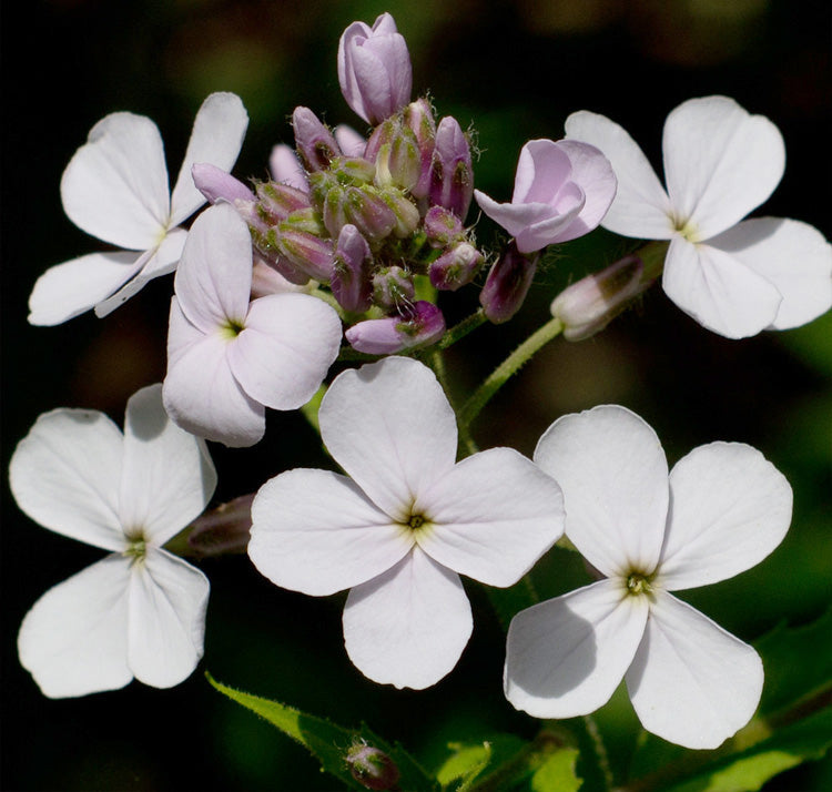 Semillas de Flores Hesperis Matronalis Blancas – Herencia, No OGM, Semillas de Alta Germinación