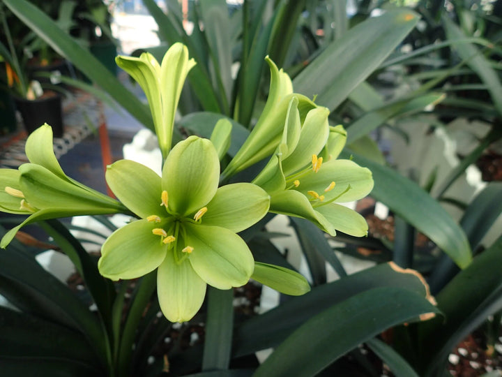 Clivia Flower Seeds Green – Heirloom, Non-GMO, High Germination Seeds