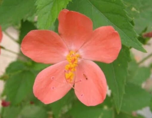 hibiscusminiorangeopenpollinatedheirloomnongmohighgerminationorganicgarden flower seeds