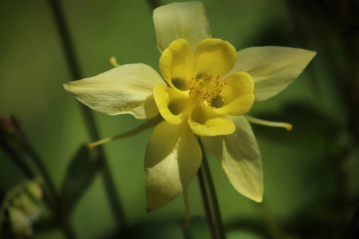 Aquilegia Flower Seeds Yellow for Planting – Heirloom Non-GMO High Germination Organic Seeds