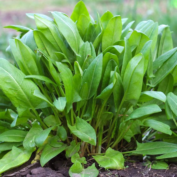 Large Leaf Sorrel (Rumex acetosa) Herb Seeds – Heirloom, Non-GMO, High Germination Organic Garden Seeds for Planting Flavorful Greens