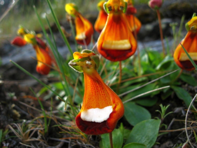 Orange Calceolaria Uniflora Flower Seeds – Heirloom, Non-GMO, High Germination Seeds