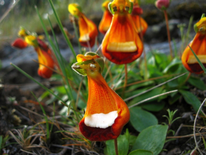 Orange Calceolaria Uniflora Flower Seeds – Heirloom, Non-GMO, High Germination Seeds