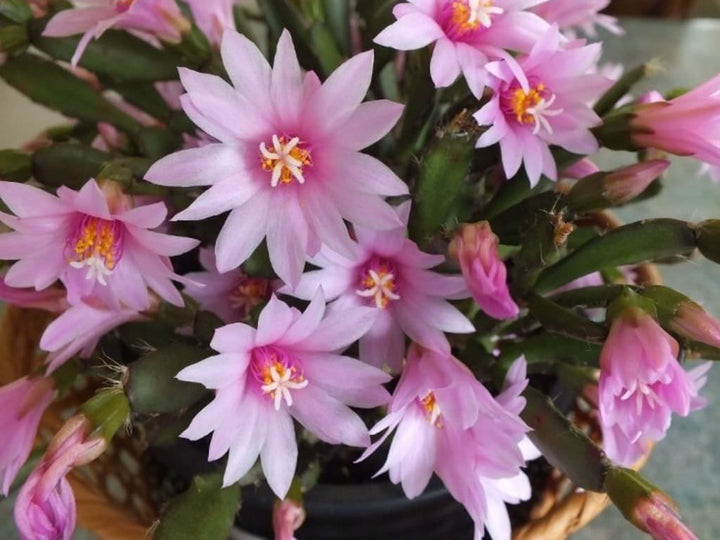 Hatiora Rosea Flower Seeds Pink Heirloom Non-GMO High Germination Organic Garden Seeds for Planting