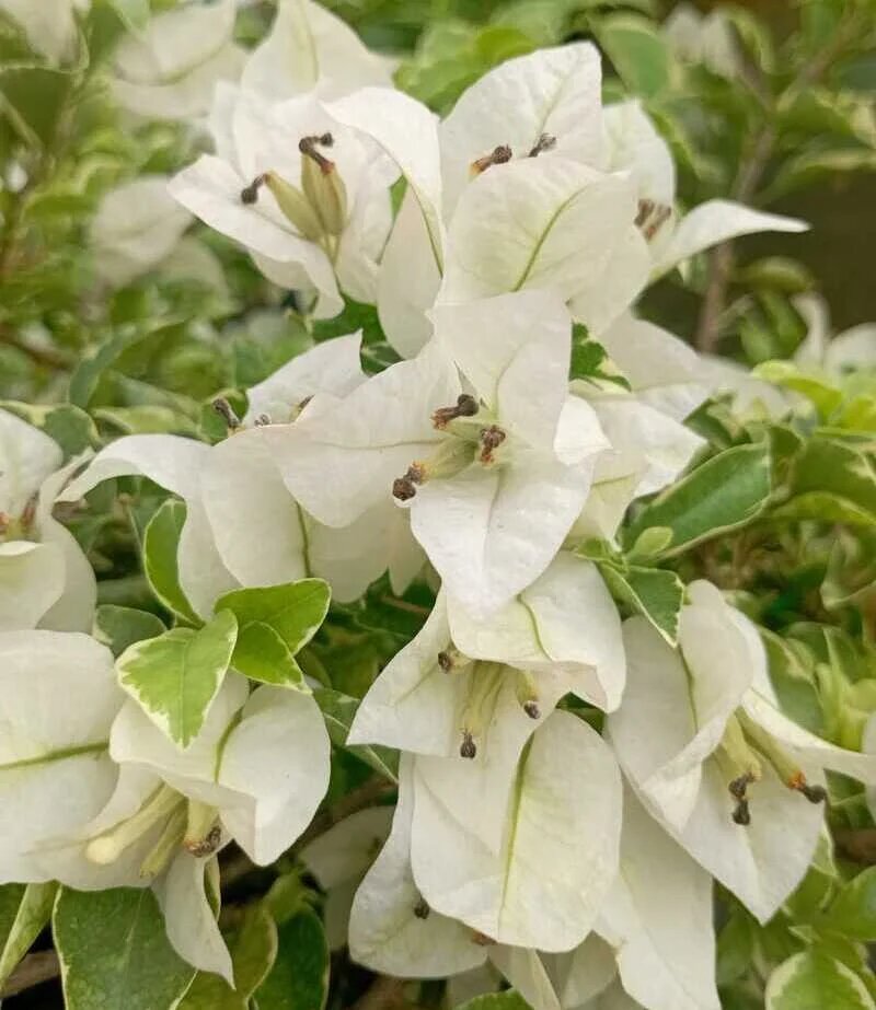 White Bougainvillea Flower Seeds – Heirloom, Non-GMO, High Germination, Organic Garden Seeds for Planting