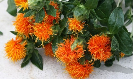 Orange Saxifraga Flower Seeds – Heirloom, Non-GMO, High Germination Seeds