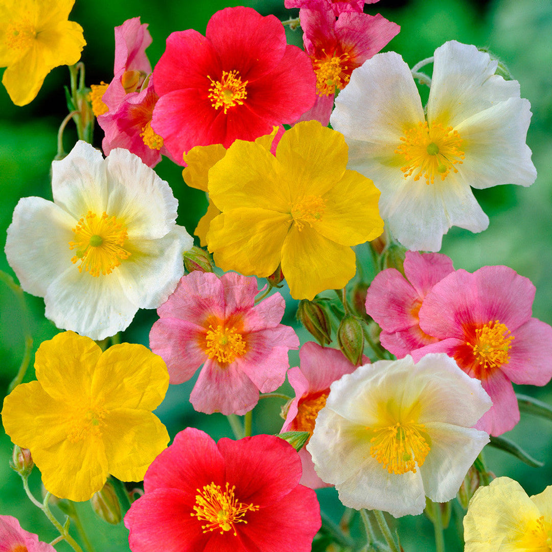 mix helianthemum flower seeds