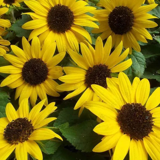 helianthusannuspoorsoiltolerantannulherbflowerheirloomnongmohighgerminationorganicgarden flower seeds