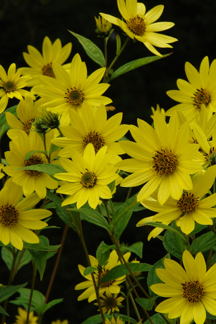 Giant Daisy Flower Seeds Yellow For Gardening – Heirloom, Non-GMO Seeds