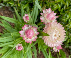 Semillas de flores de Helichrysum rosa claro – Heirloom, sin OMG, semillas de alta germinación