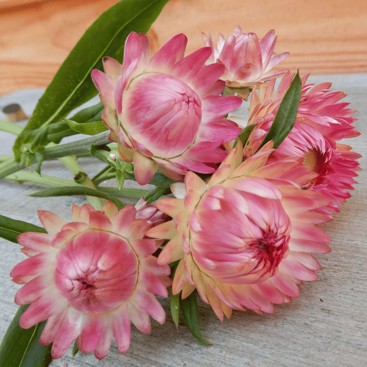 Semillas de flores de Helichrysum rosa claro – Heirloom, sin OMG, semillas de alta germinación