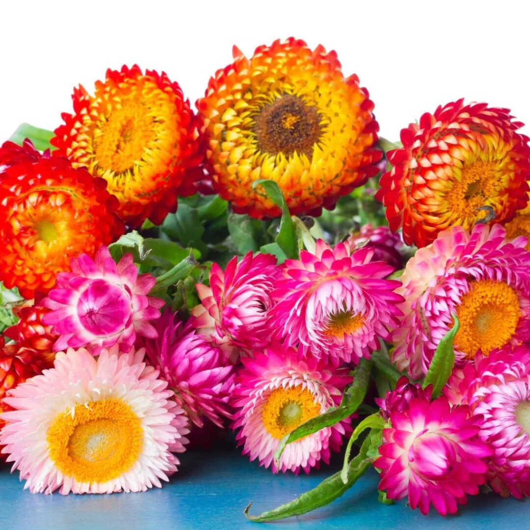 Mixed Xerochrysum Flower Seeds – Heirloom, Non-GMO, High Germination Seeds