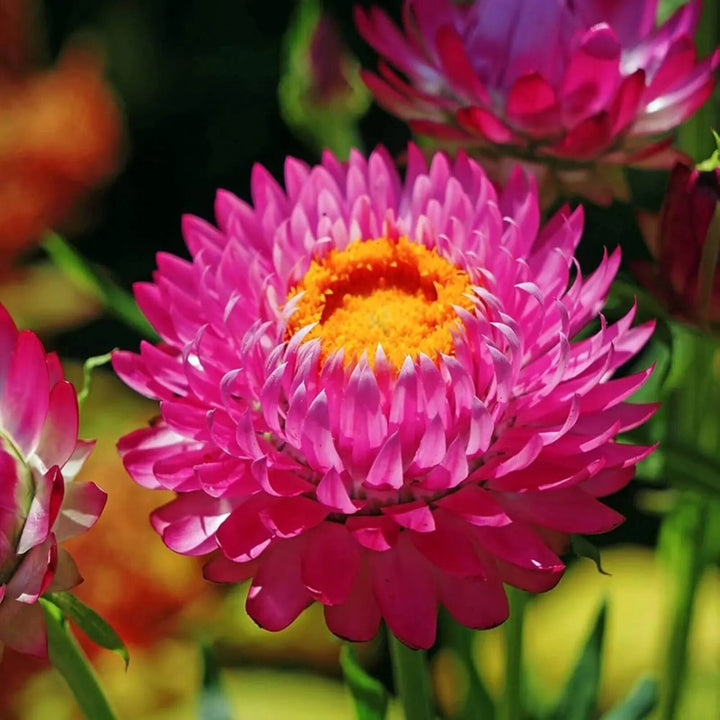 Helichrysum Flower Seeds Pink – Heirloom, Non-GMO, High Germination Seeds for Planting | Organic Garden Seeds