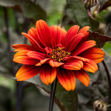 Oranger Heliopsis Scabra Blumensamen – Erbstück, gentechnikfrei, hohe Keimfähigkeit