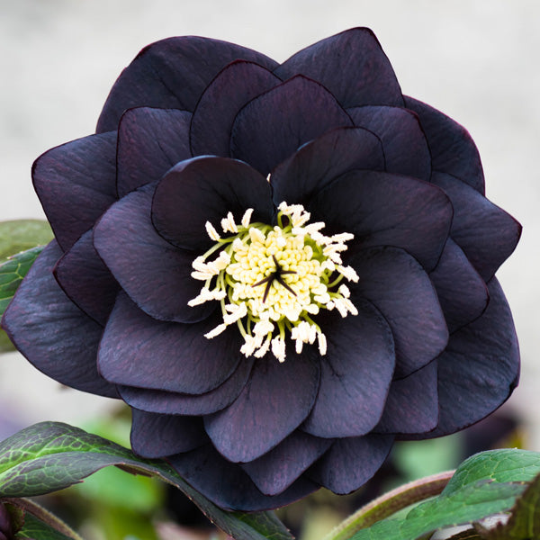 Hellebore Flower Seeds Black – Heirloom, Non-GMO, High Germination Seeds