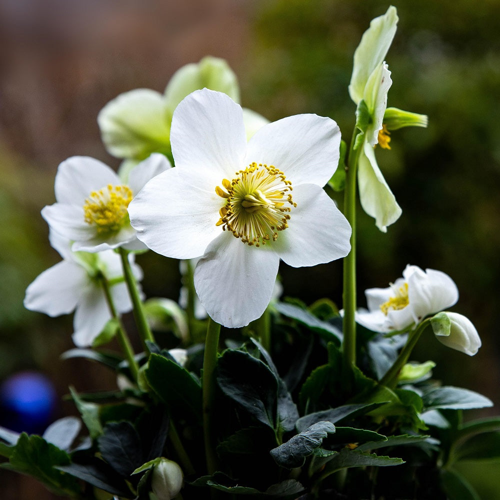 white autumn flower seeds