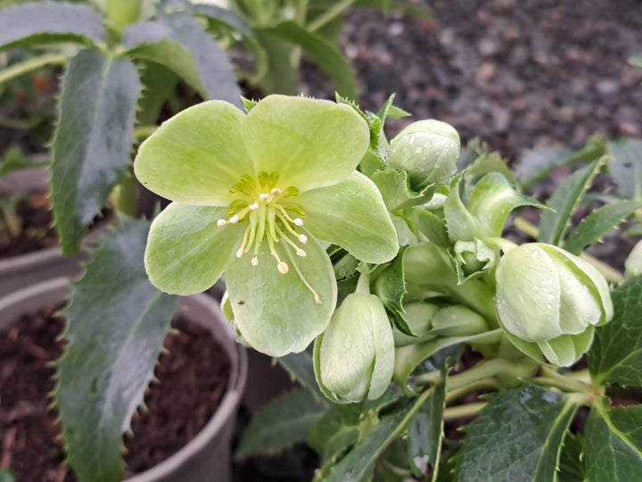 Green Argutifolius Flower Seeds – Heirloom, Non-GMO, High Germination Seeds