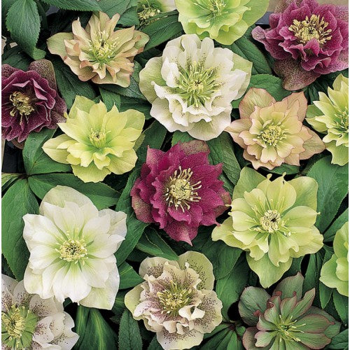 Helleborus Flower Seeds Mixed – Heirloom, Non-GMO, High Germination Seeds