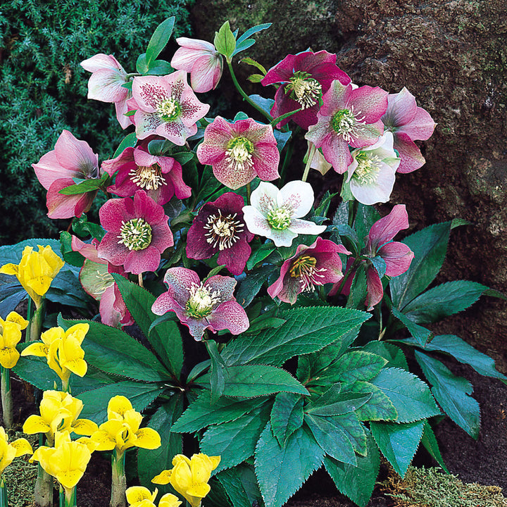 Helleborus Flower Seeds Mixed – Heirloom, Non-GMO, High Germination Seeds