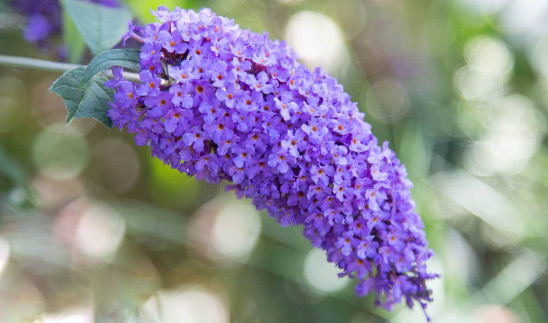 Buddleia Flower Seeds – Heirloom, Non-GMO, High Germination Organic Garden Seeds for Planting, Seeds for Planting