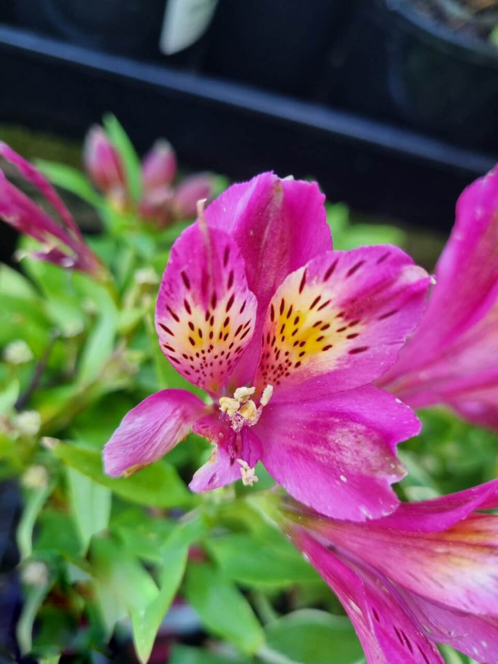 Pink Alstroemeria Flower Seeds for Planting – Heirloom Non-GMO High Germination Organic Garden Seeds