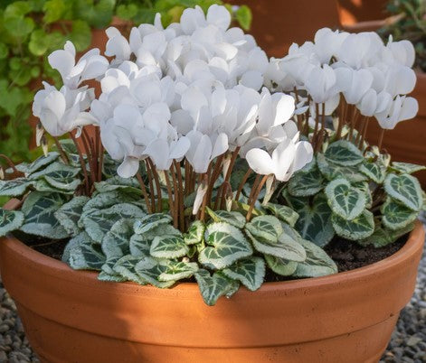 White Cyclamen Flower Seeds for Planting – Heirloom Non-GMO High Germination Seeds