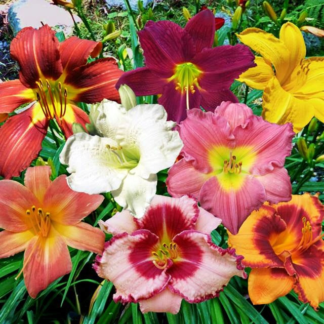 Hemerocallis Flower Seeds Mixed – Heirloom, Non-GMO, High Germination Seeds