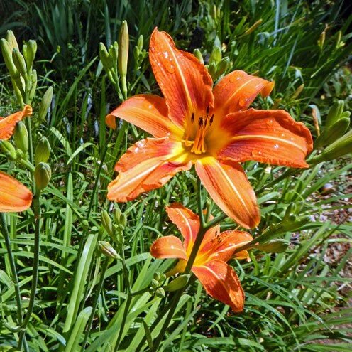 Orange Hemerocallis Flower Seeds – Heirloom, Non-GMO, High Germination Seeds