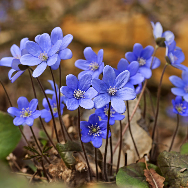 Hepatica Nobilis Flower Seeds – Heirloom, Non-GMO, High Germination Seeds