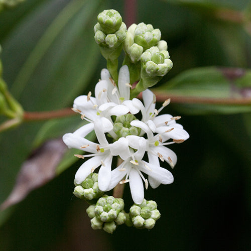 Heptacodium Miconioides Flower Seeds – Heirloom, Non-GMO, High Germination Seeds