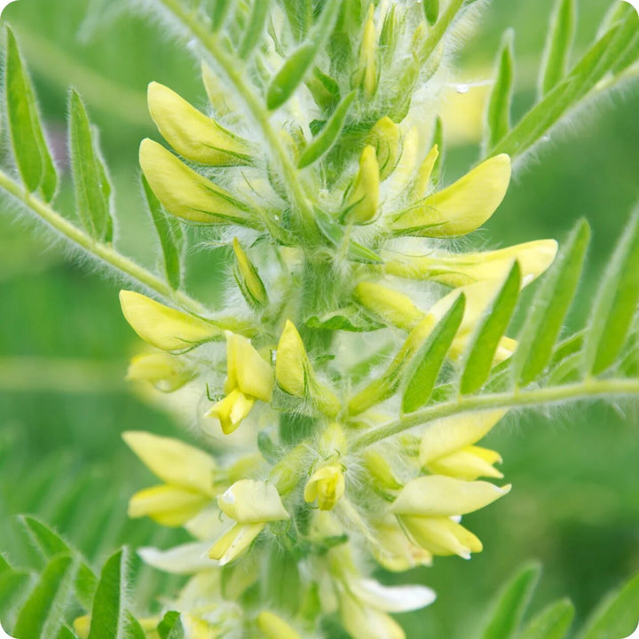 Astragalus Seeds – Heirloom Non-GMO High Germination Organic Garden Herb Seeds