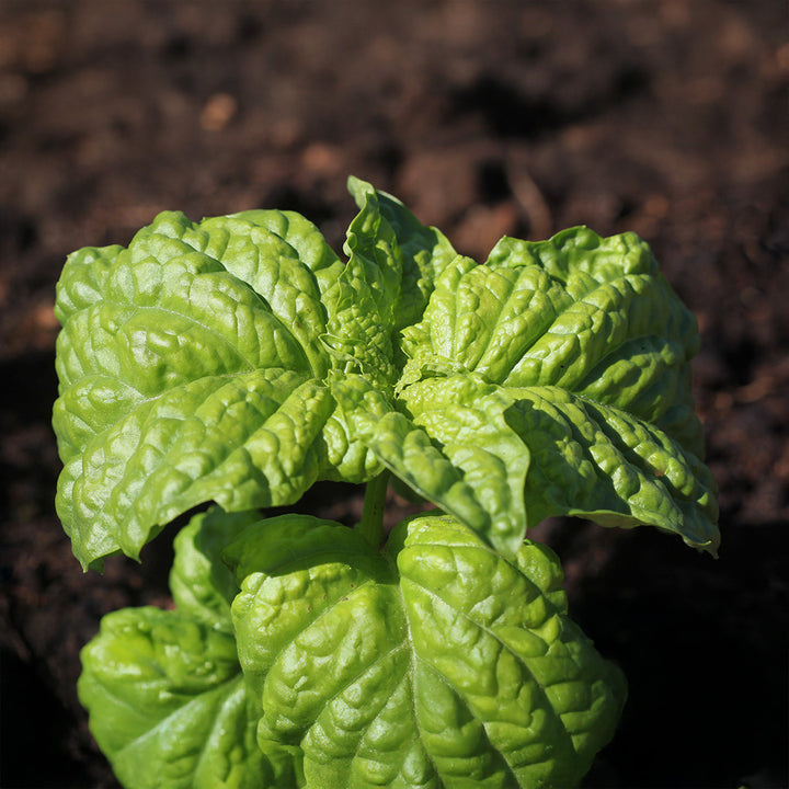Napoletano Basil Seeds for Planting – Heirloom, Non-GMO, High Germination Organic Garden Seeds for Italian Herb Gardens