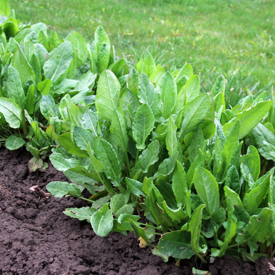 Large Leaf Sorrel (Rumex acetosa) Herb Seeds – Heirloom, Non-GMO, High Germination Organic Garden Seeds for Planting Flavorful Greens