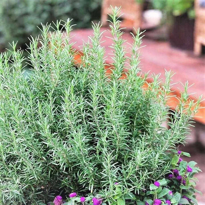 Green Rosemary Plant Seeds for Planting – Heirloom, Non-GMO, High Germination Seeds