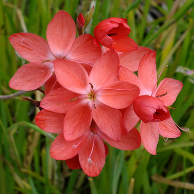 Orange Hesperantha Flower Seeds – Heirloom, Non-GMO, High Germination Seeds