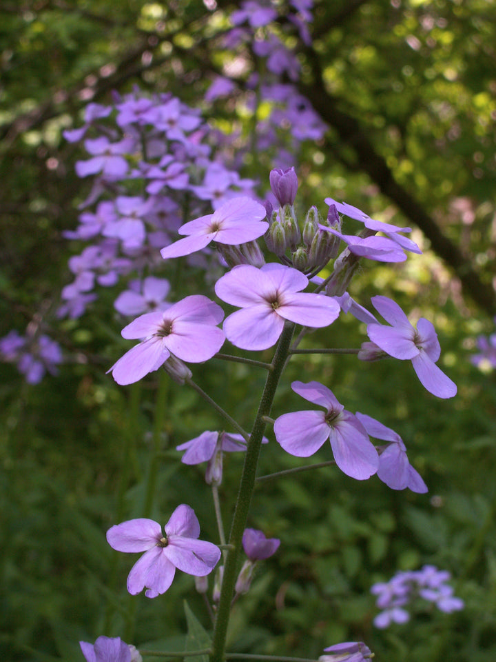 Purple Hesperis Matronalis Flower Seeds – Heirloom, Non-GMO, High Germination Seeds