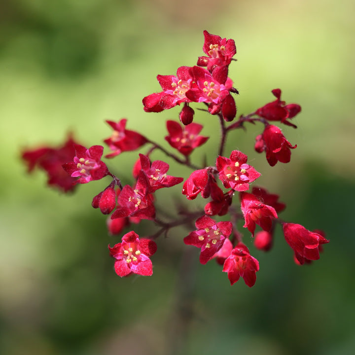 Red Heuchera Flower Seeds – Heirloom, Non-GMO, High Germination Seeds